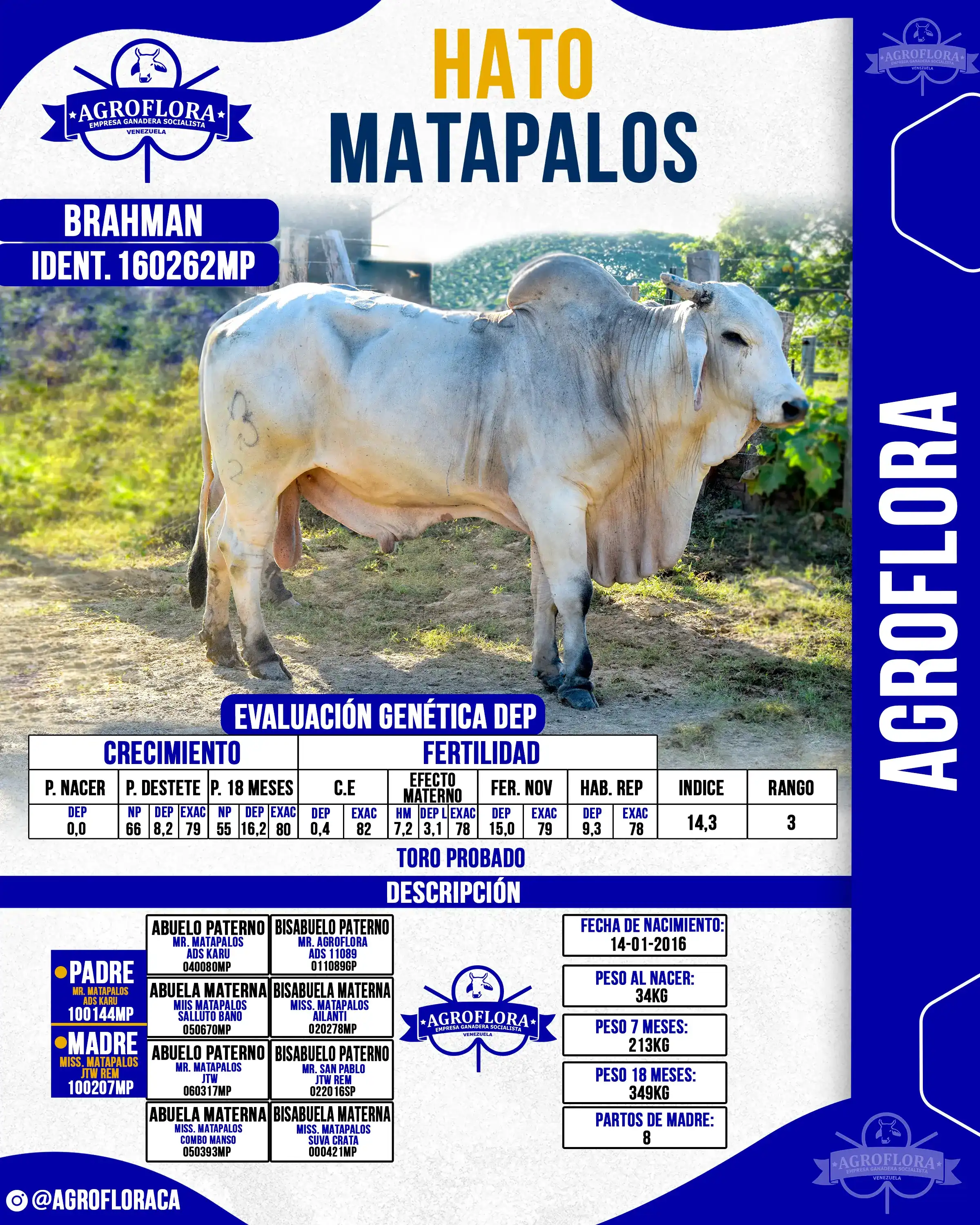 Toro Probado 160262MP - Pajuelas de Semen