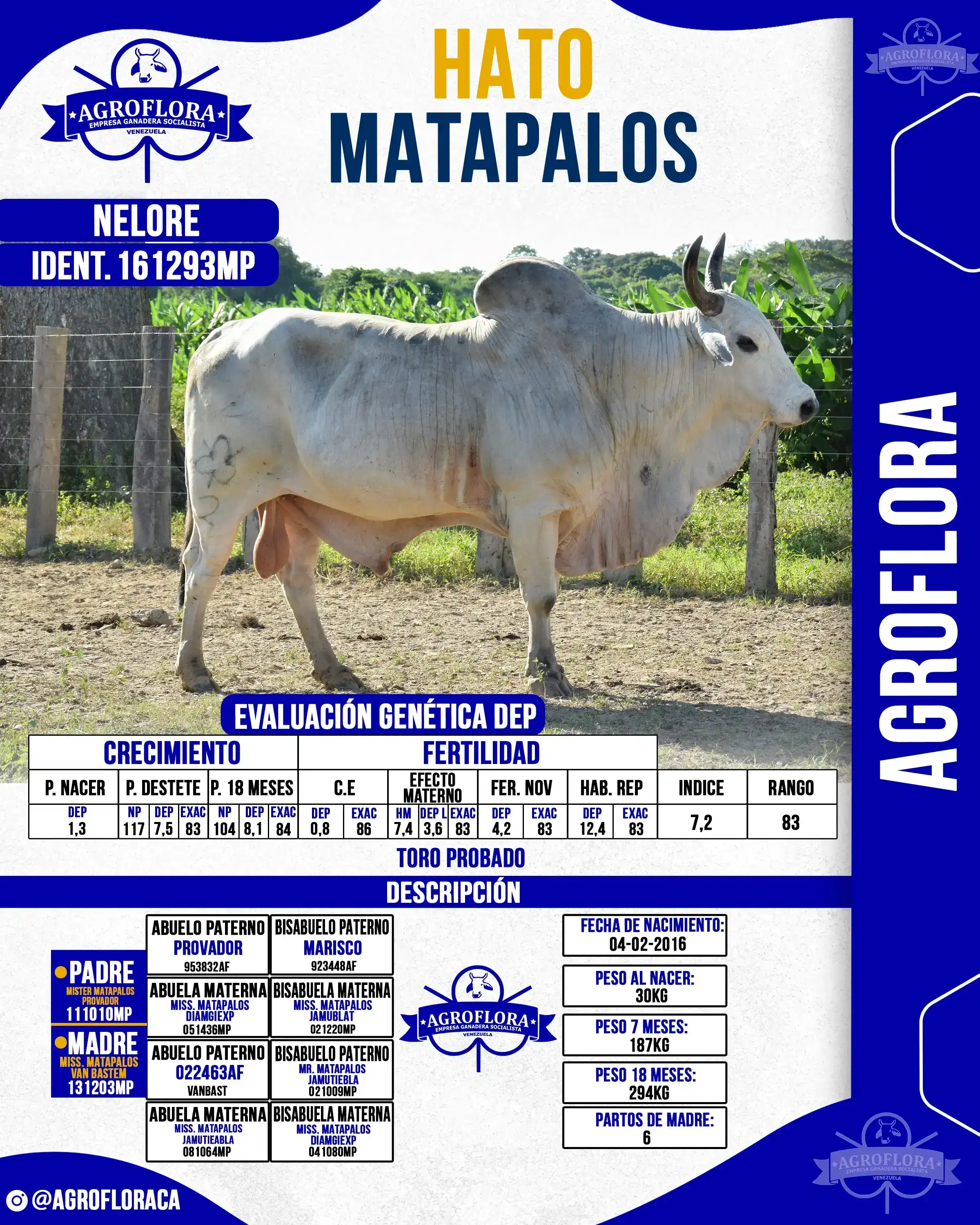 Toro Probado 161293MP - Pajuelas de Semen