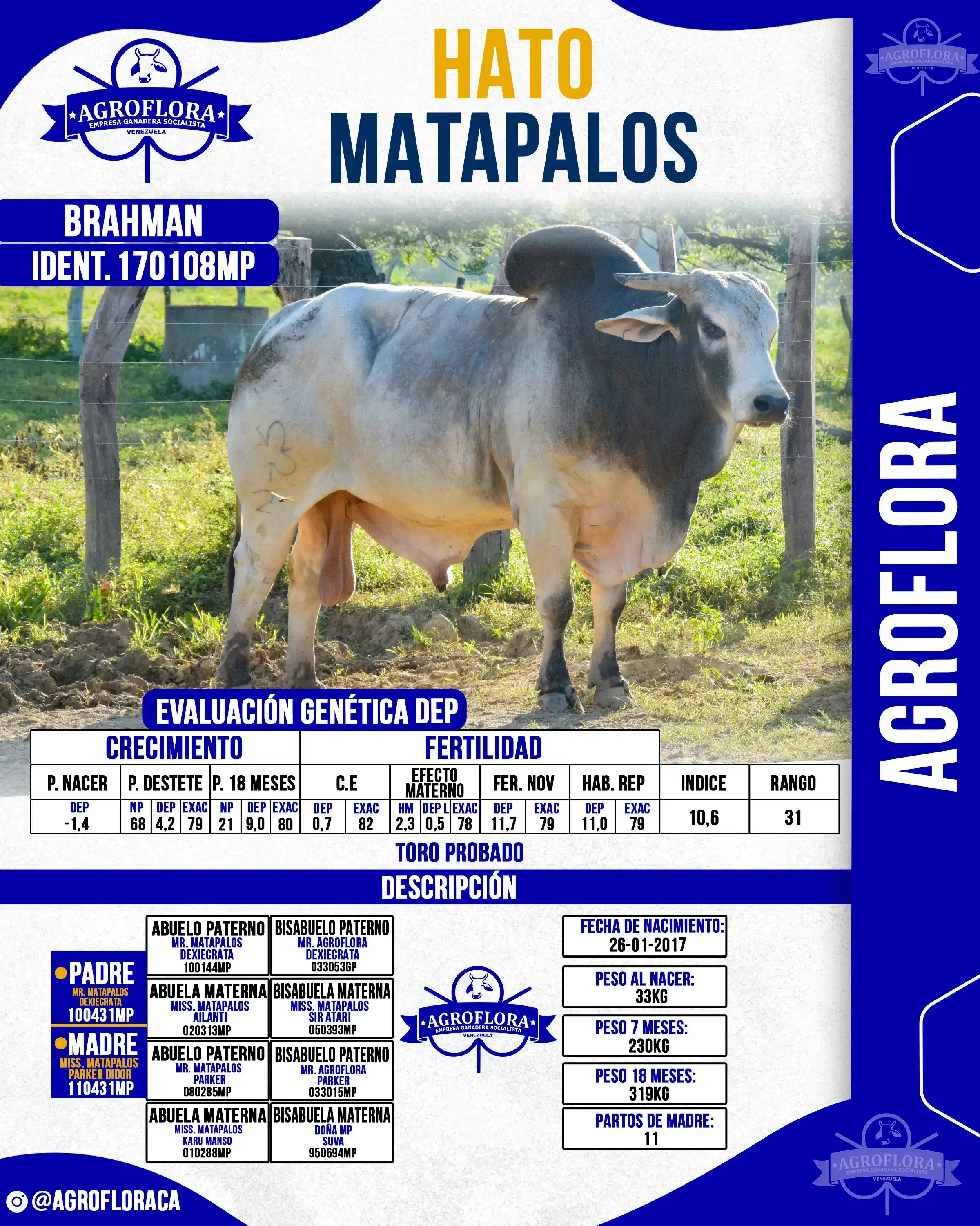 Toro Probado 170108MP - Pajuelas de Semen