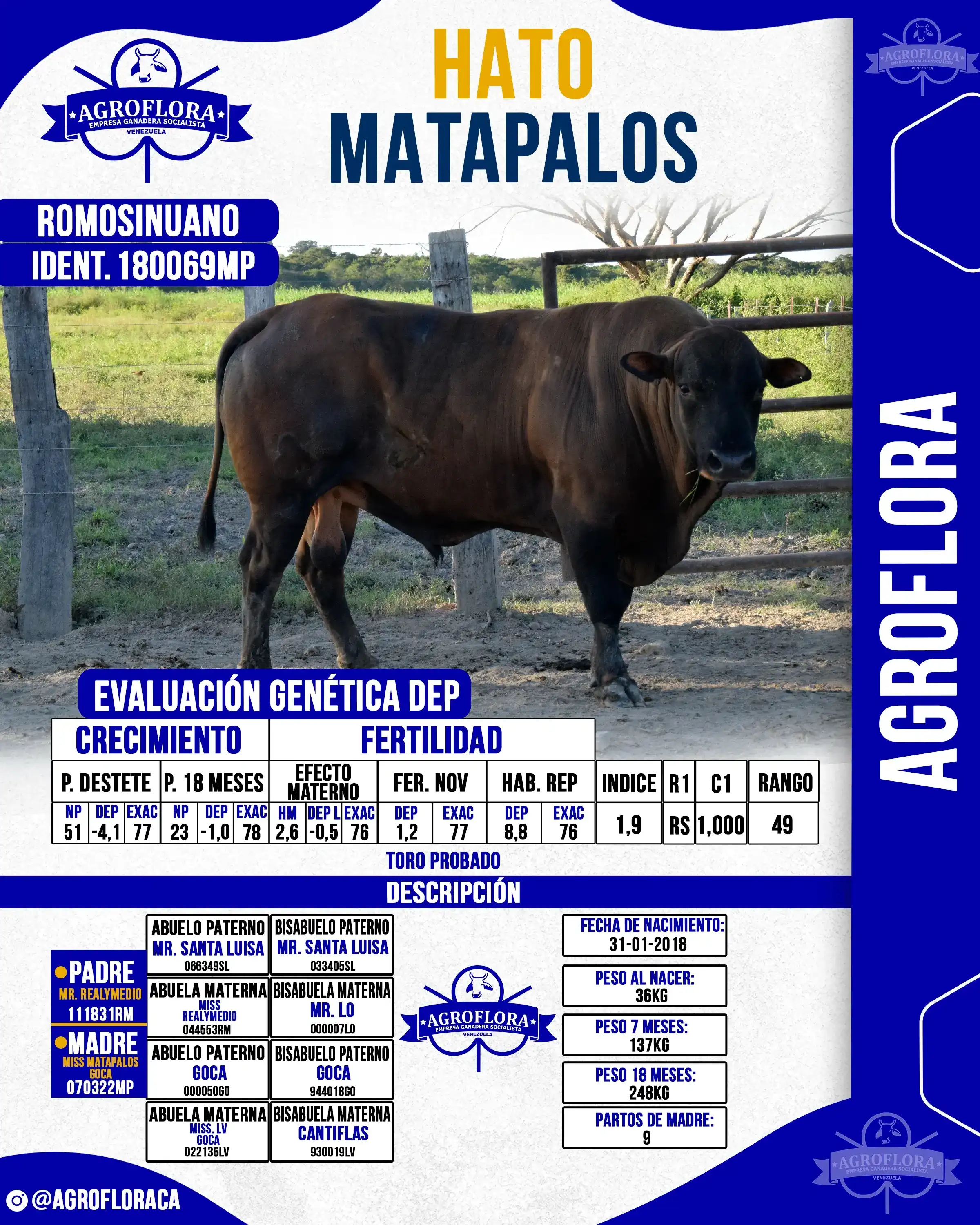 Toro Probado 180069MP - Pajuelas de Semen