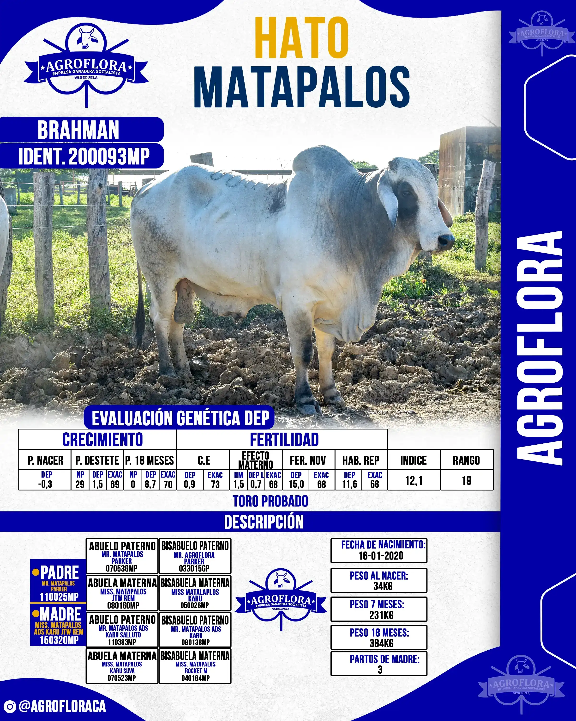 Toro Probado 200093MP - Pajuelas de Semen