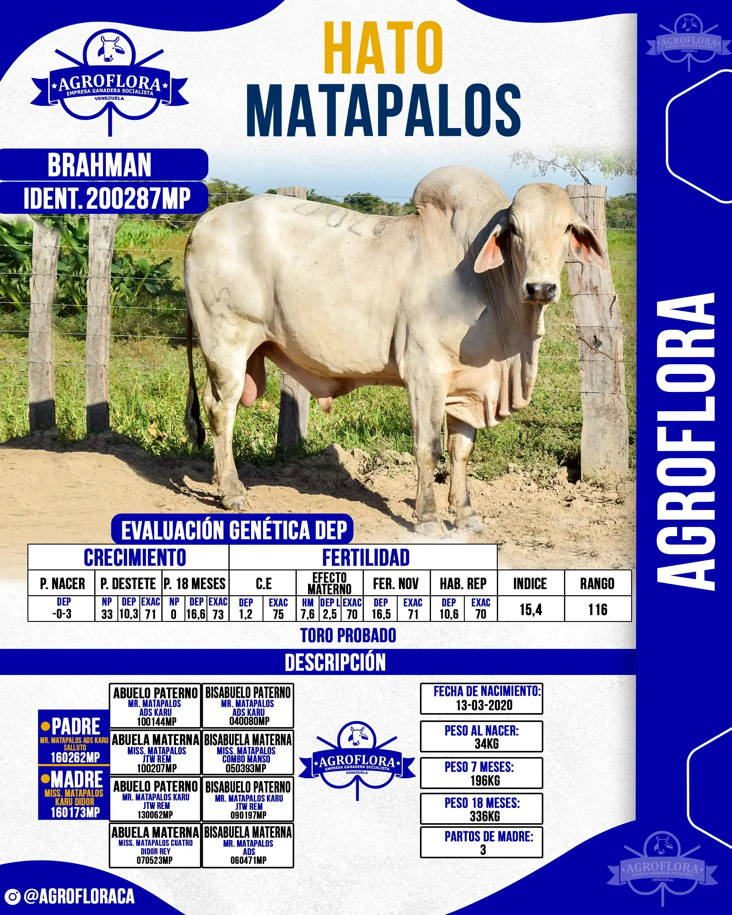Toro Probado 200287MP - Pajuelas de Semen
