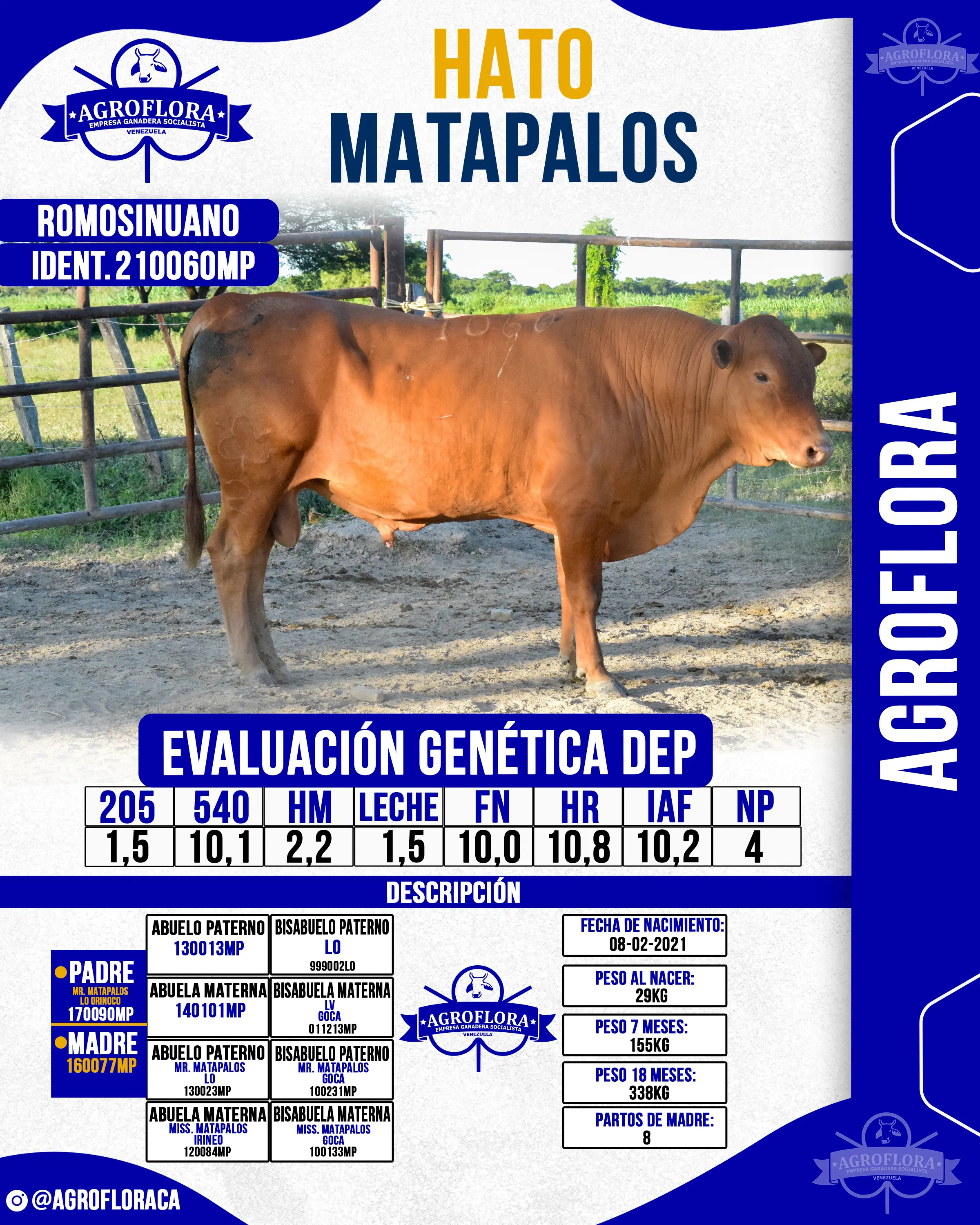 Toro Probado 210060MP - Pajuelas de Semen