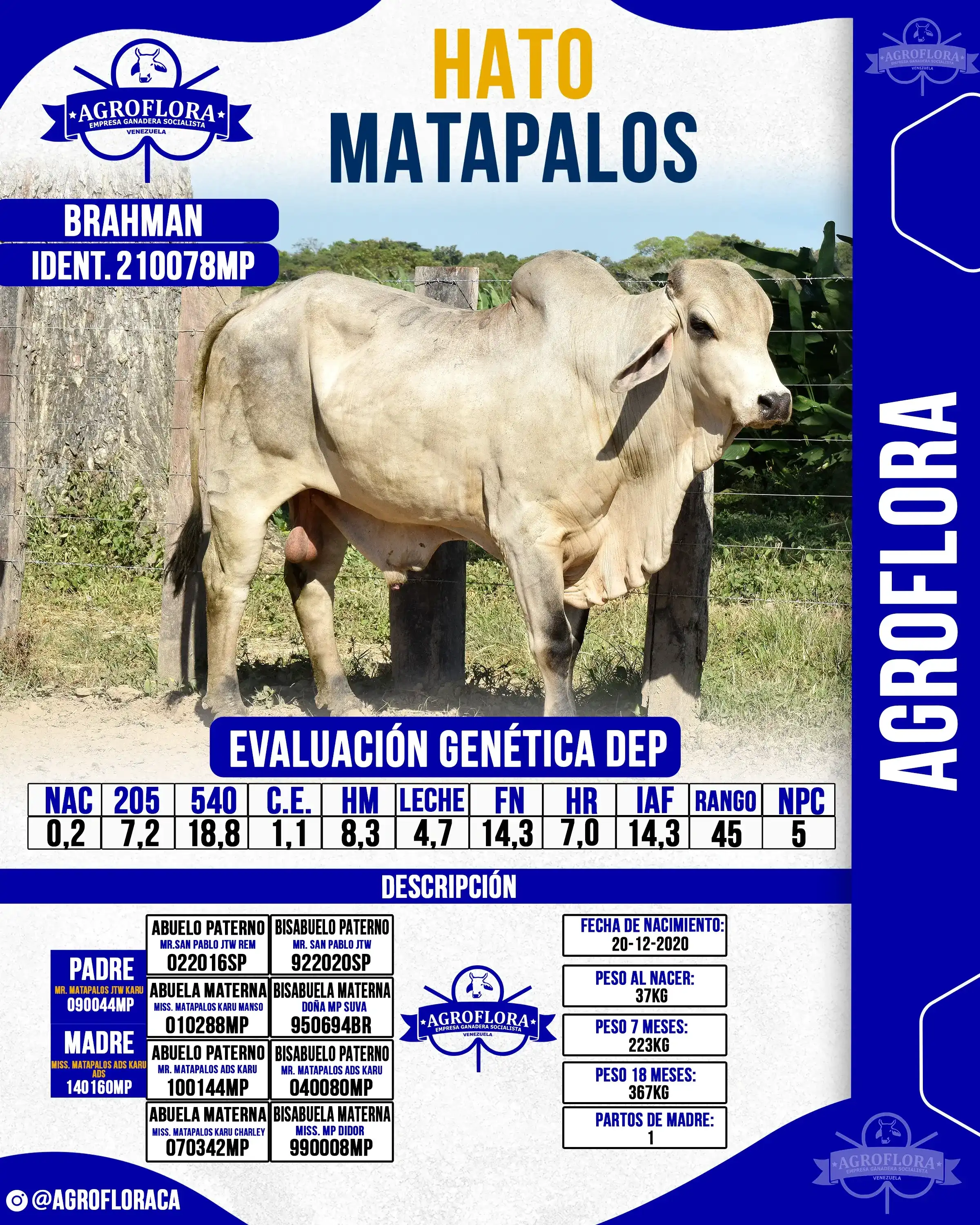 Toro Probado 210078MP - Pajuelas de Semen