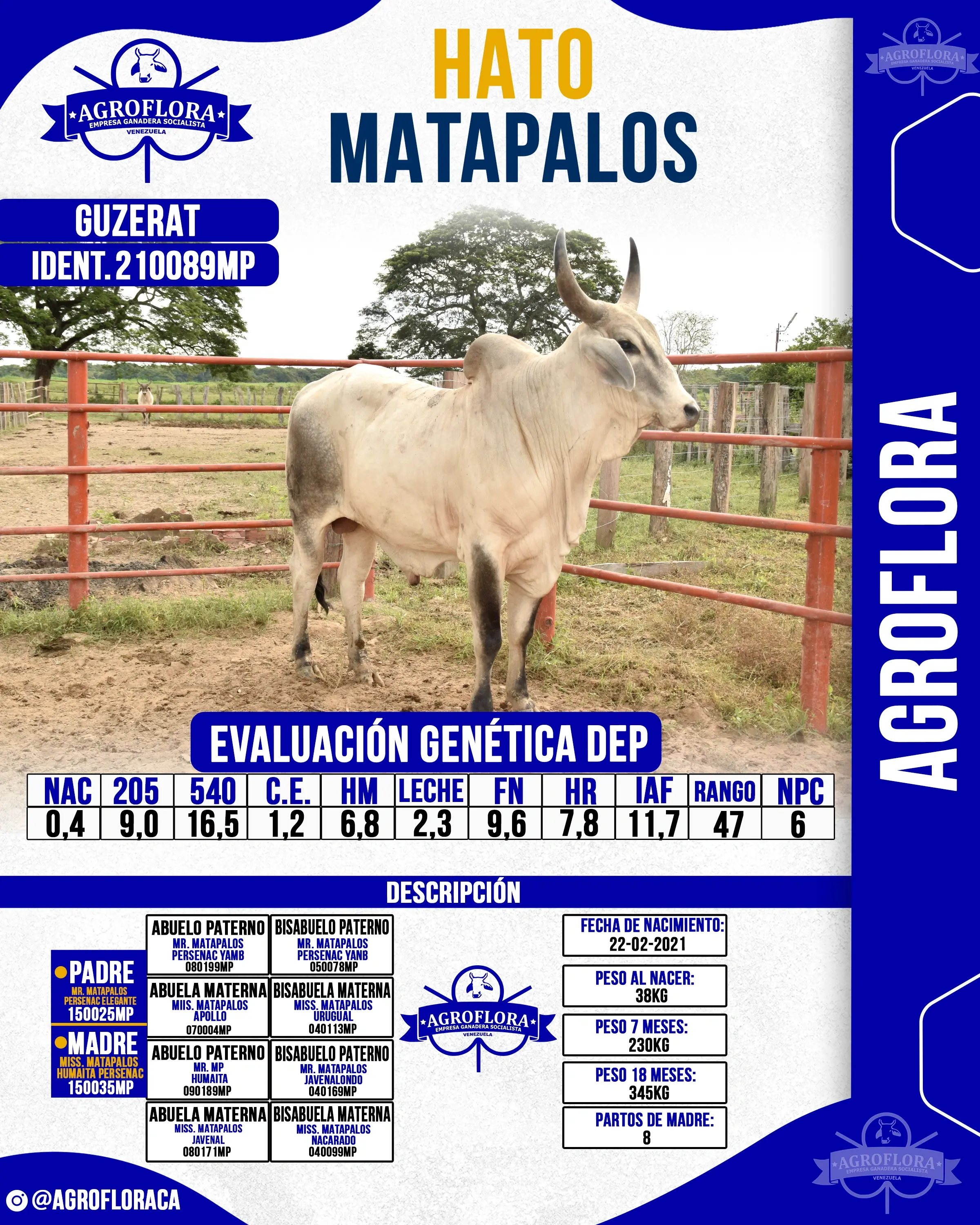 Toro Probado 210089MP - Pajuelas de Semen