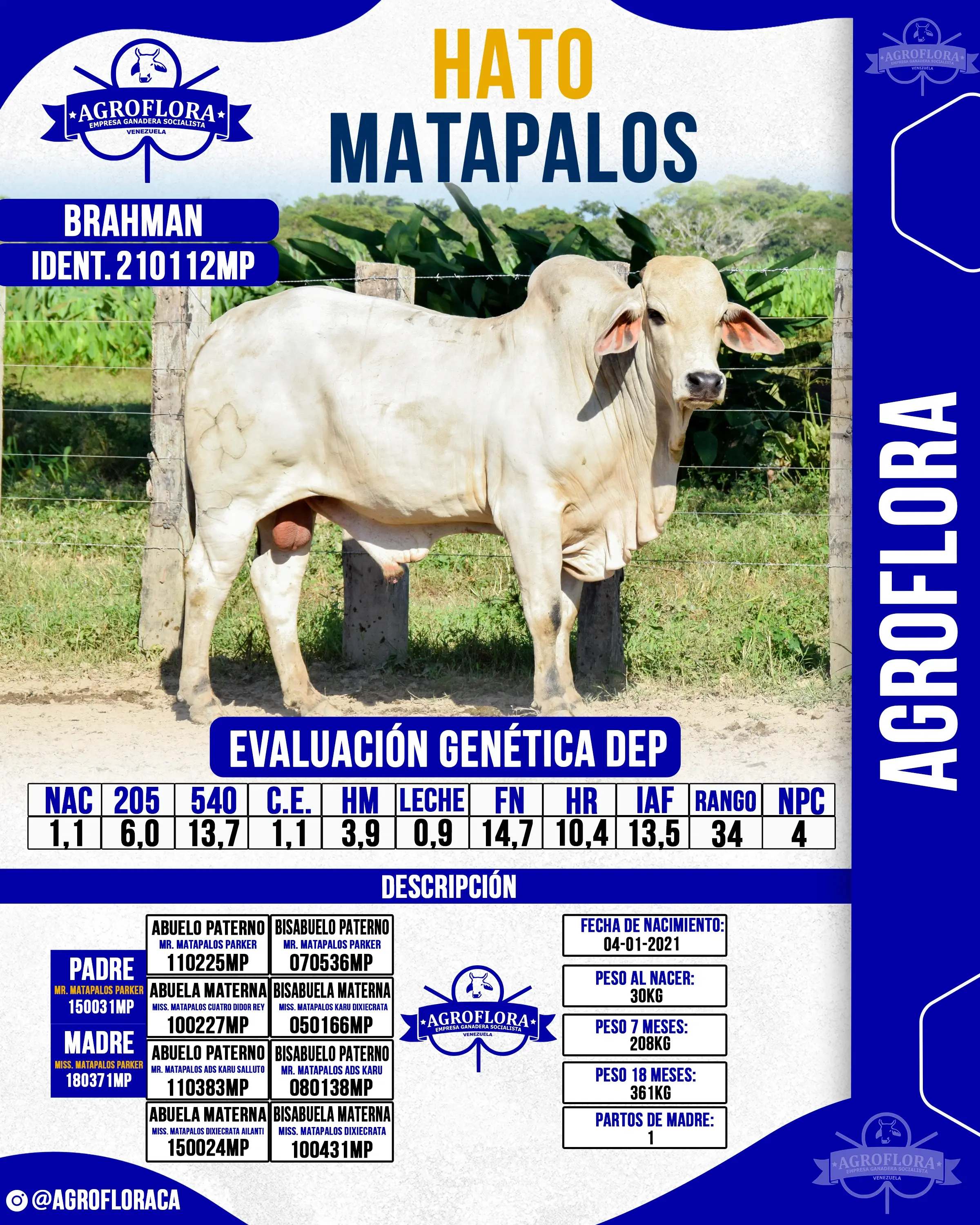 Toro Probado 210112MP - Pajuelas de Semen