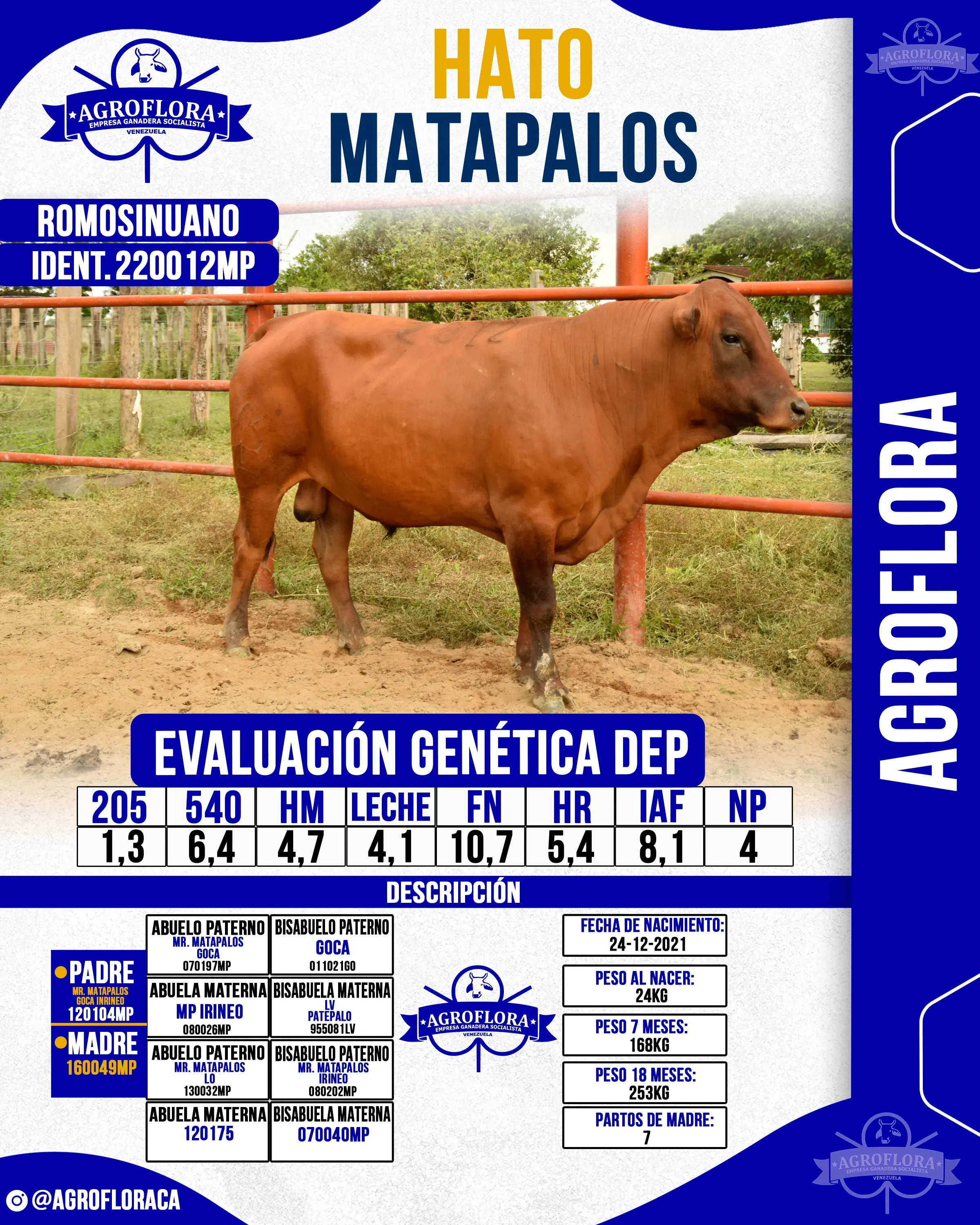 Toro Probado 220012MP - Pajuelas de Semen