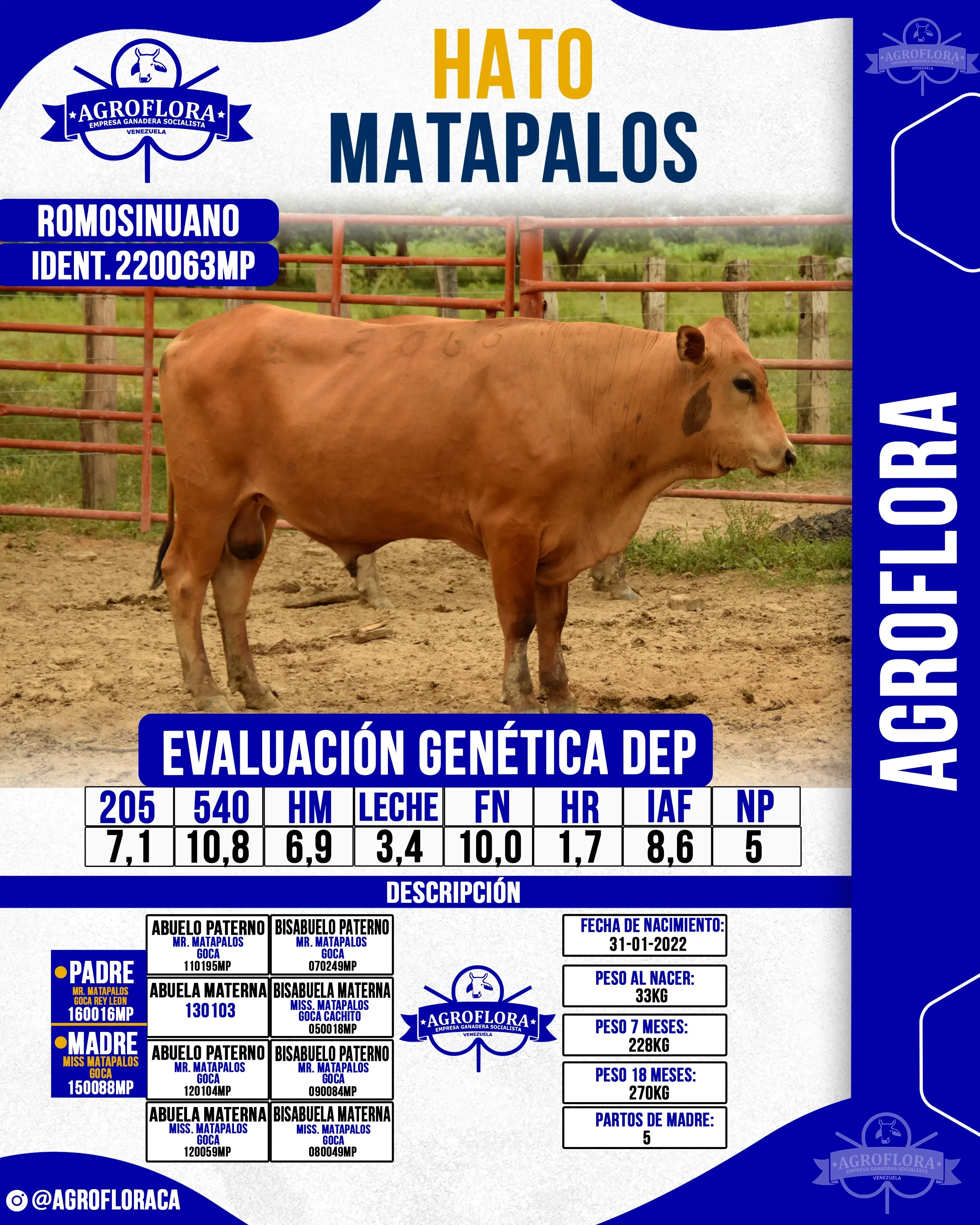 Toro Probado 220063MP - Pajuelas de Semen