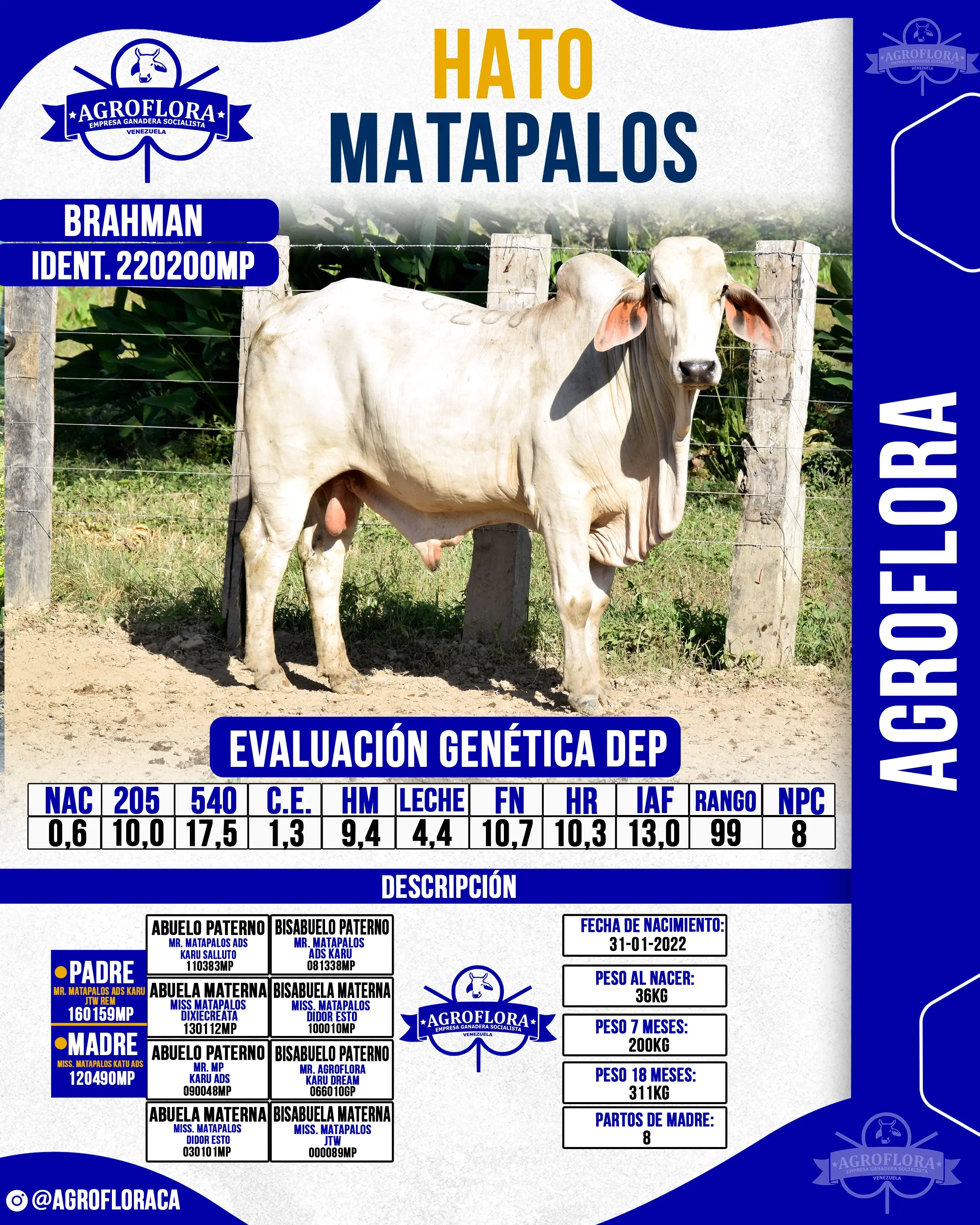 Toro Probado 220200MP - Pajuelas de Semen